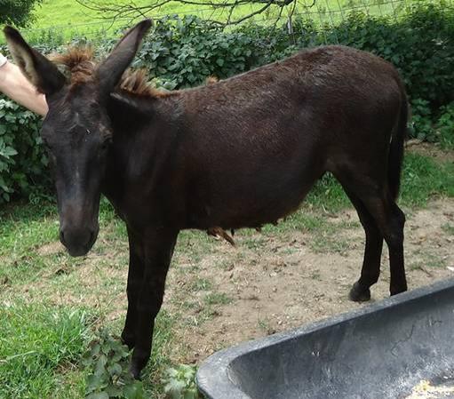 Gelded donkey for sale