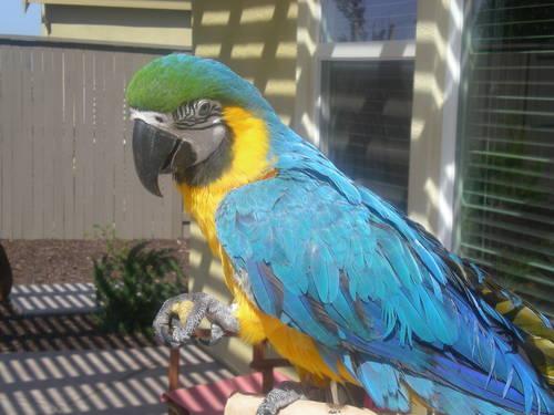 macaw parrots for adoption text (208) 994-7404