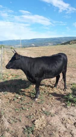 Registered Miniature Dexter Cow for sale