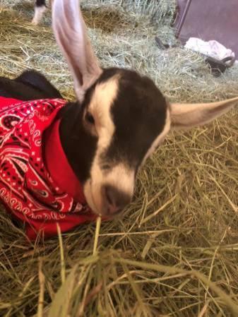 Ferdinand - kid for sale-give the gift of goat