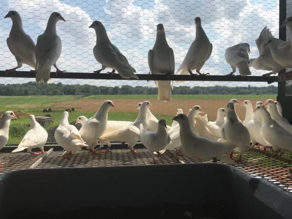 White Pigeons for Sale
