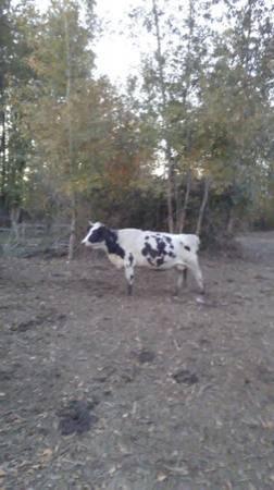 Bred Holstein Cows