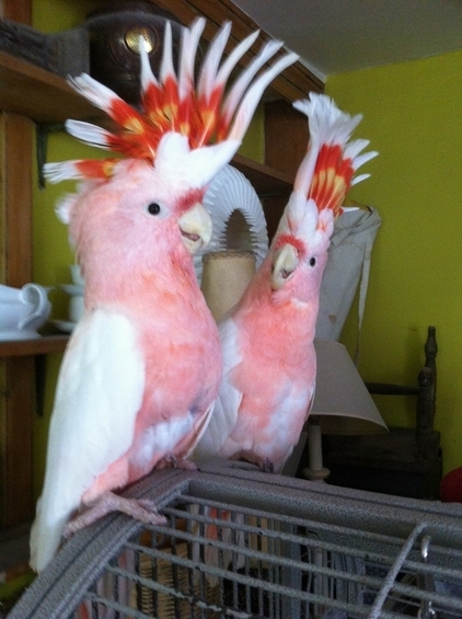 Major mitchell cockatoo Parrots