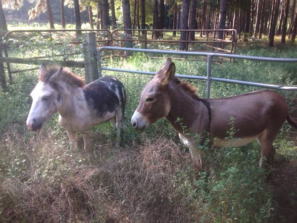 Miniature paint mule gelding and mini donkey jack