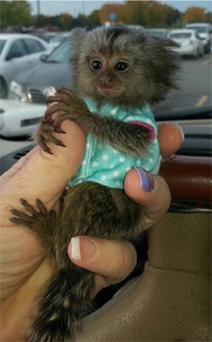 Cute and Well trained baby Marmoset Monkeys for Adoption