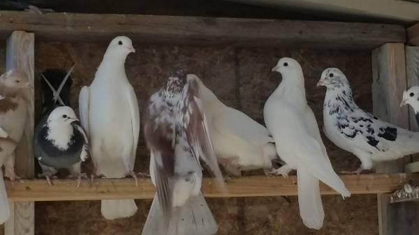 PIGEONS HIGHFLYER, IRANIAN, PURE WHITE LOTS OF TO CHOOSE FROM