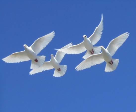 White Homing Pigeons For Sale