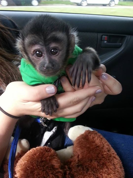 Adorable male and female Capuchin monkeys Text us (443) 488-8244)