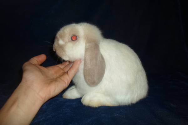 Holland Lop Bunnies and Brood Does