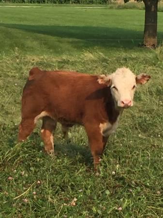 miniature hereford bull calf