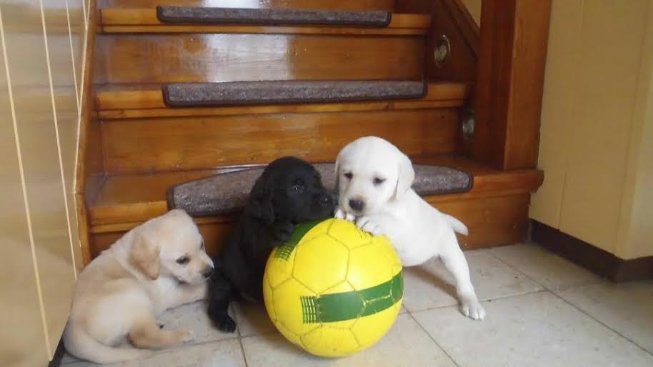 Labrador puppies, 1 male and 2 female for adoption.