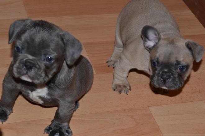 We have three Healthy Tiny French Bulldog Puppies for adoption.
