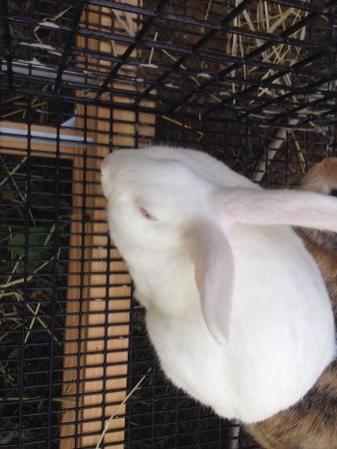 White rabbit for sale
