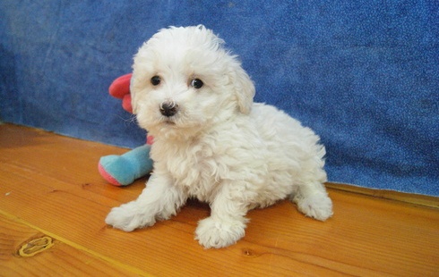 Excellent and intelligent Poodle puppies available