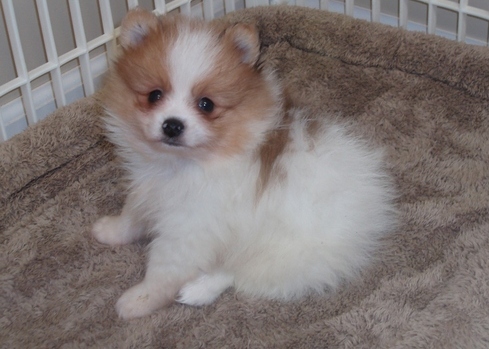 Excellent and intelligent Pomeranian puppies