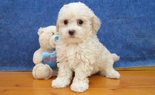 Excellent and intelligent Poodle puppies available