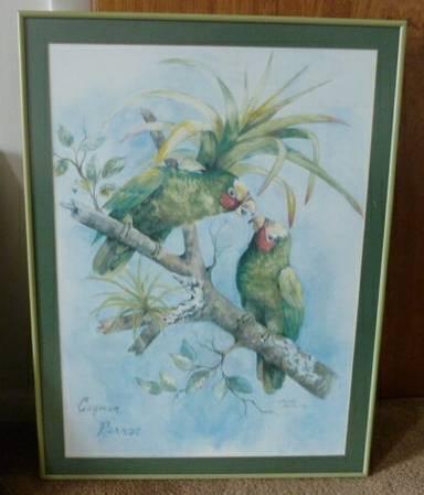 Beautiful print, Cayman Parrots, non-glare glass