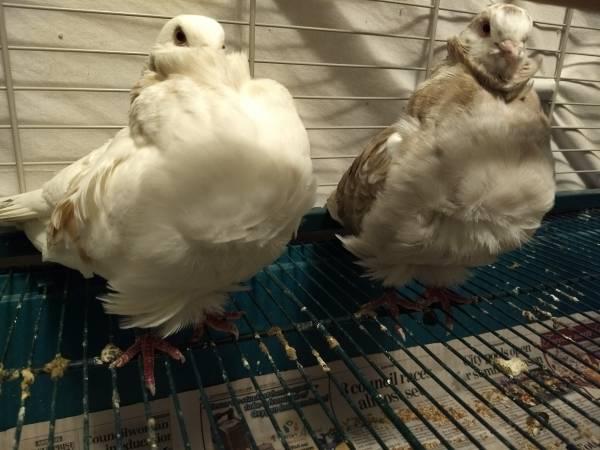 2 female Owl faced pigeons