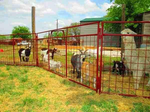 Goat panels for sale