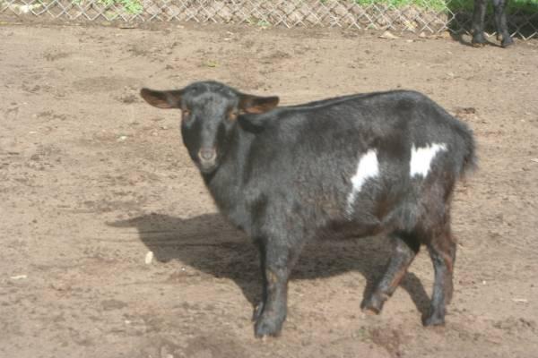Kinder x Nigerian goat , exposed / pregnant