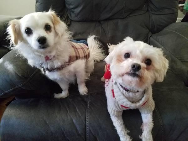 ***2 white mix poodle dogs***