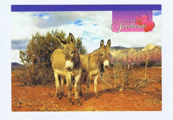 Desert Sweethearts - Arizona Postcard - Donkeys Burros