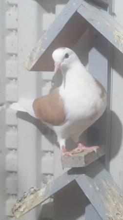 2018 young pigeons - cross breeds