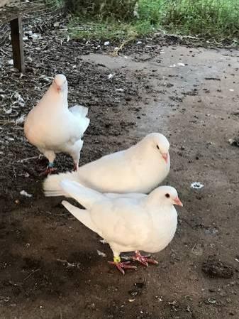 White King Pigeons for sale