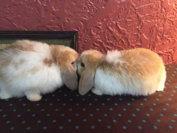 Rabbits: Holland lop bunnies