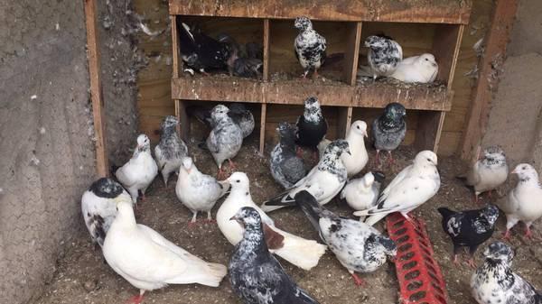 Pakistani Highflyer Pigeons for sale