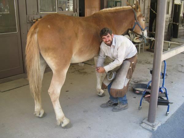 Shoes On Farrier Service (horseshoeing and barefoot trims)
