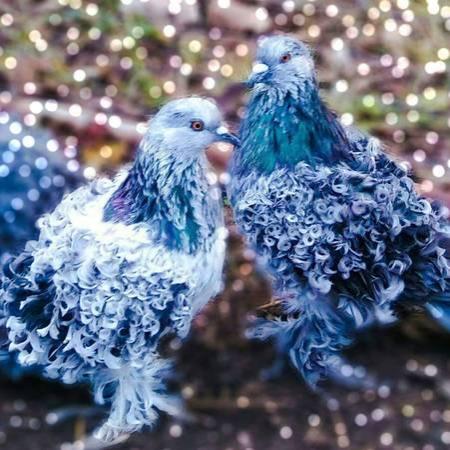 Curly-feathered Frillback Pigeons