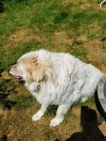 5 year old Great Pyrenees. $500