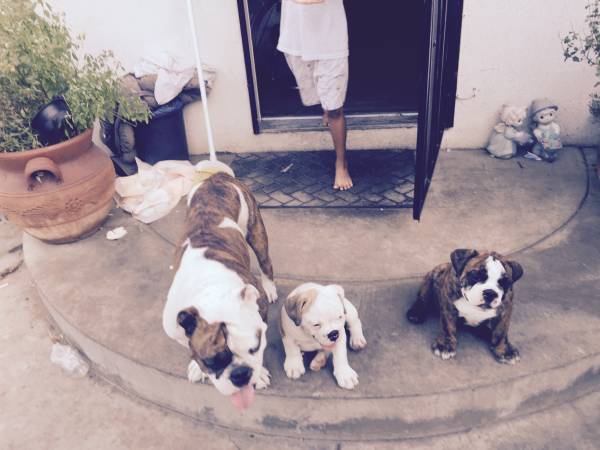 home raised bulldog puppies