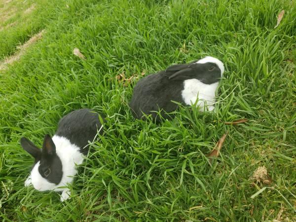 Dutch rabbits