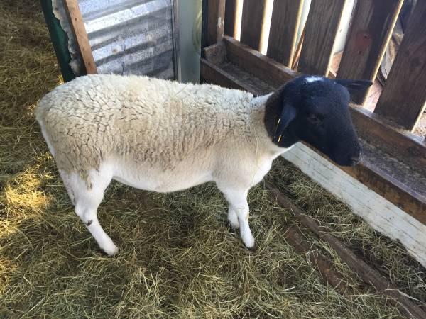 Doper sheep $250 OBO