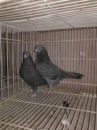 Iranian High flyers pigeons