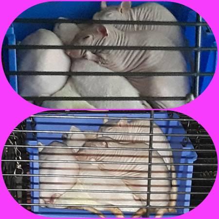 RATTERY of RARE and FANCY PET RATS FOR RE-HOMING!