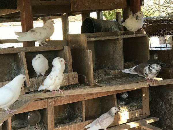 Homing Pigeons, (Palomas, Pichone) For SALE, NEED HOMES!!!