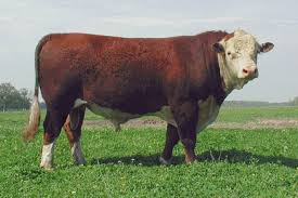 Cow Herd Dispersal - Black Angus & Polled Hereford