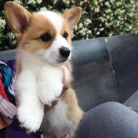 Lovely Welsh Corgi pups, Great with kids, cats, and other dogs. Love p