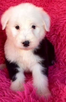 Male And Female Old English Sheepdog Puppies For Sale Now  $500