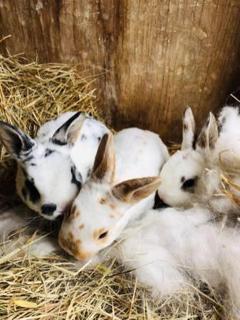 Mini Rex Rabbit Bunnies-$40