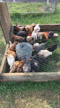 Barred rock , black australorp and many other breeds of chickens