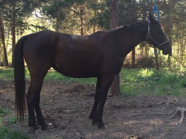 Black Andalusian Horse For Sale