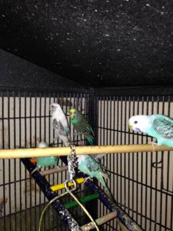 Birds - Cockatiel and Parakeets for sale