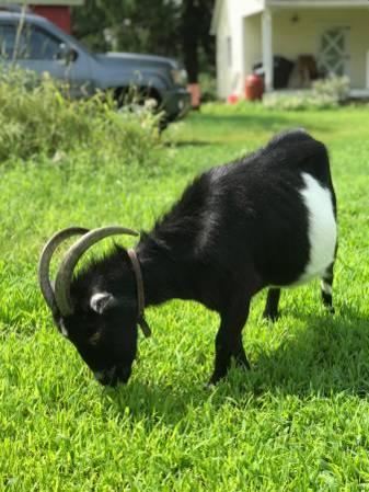 New home wanted for asshole goat