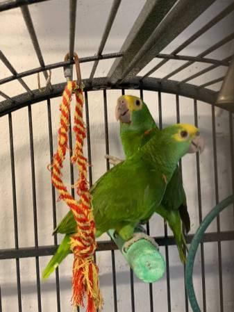 Double yellow head Amazon parrots