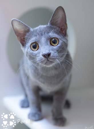 Beautiful Gray Kitten Female