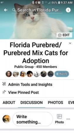 Florida Purebred/mix cats for adoption